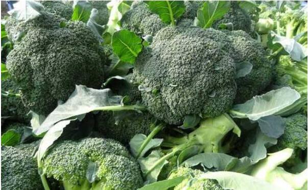 深圳農產品配送教您有機青花菜育苗技術