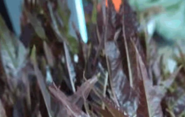 深圳農副產品配送教您大棚香椿種植方法