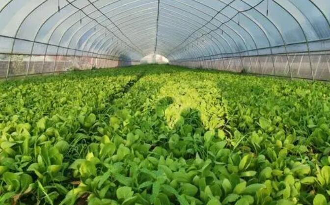 深圳農產品配送了解北京新發地市場:托穩首都“菜籃子”