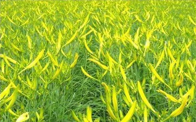 深圳送菜公司教您黃花菜的越冬如何管理技巧